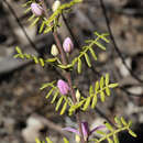 Image of Boronia granitica Maiden & Betche