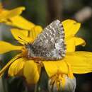 صورة Theclinesthes serpentata (Herrich-Schäffer 1869)