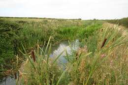 Image of broadleaf cattail