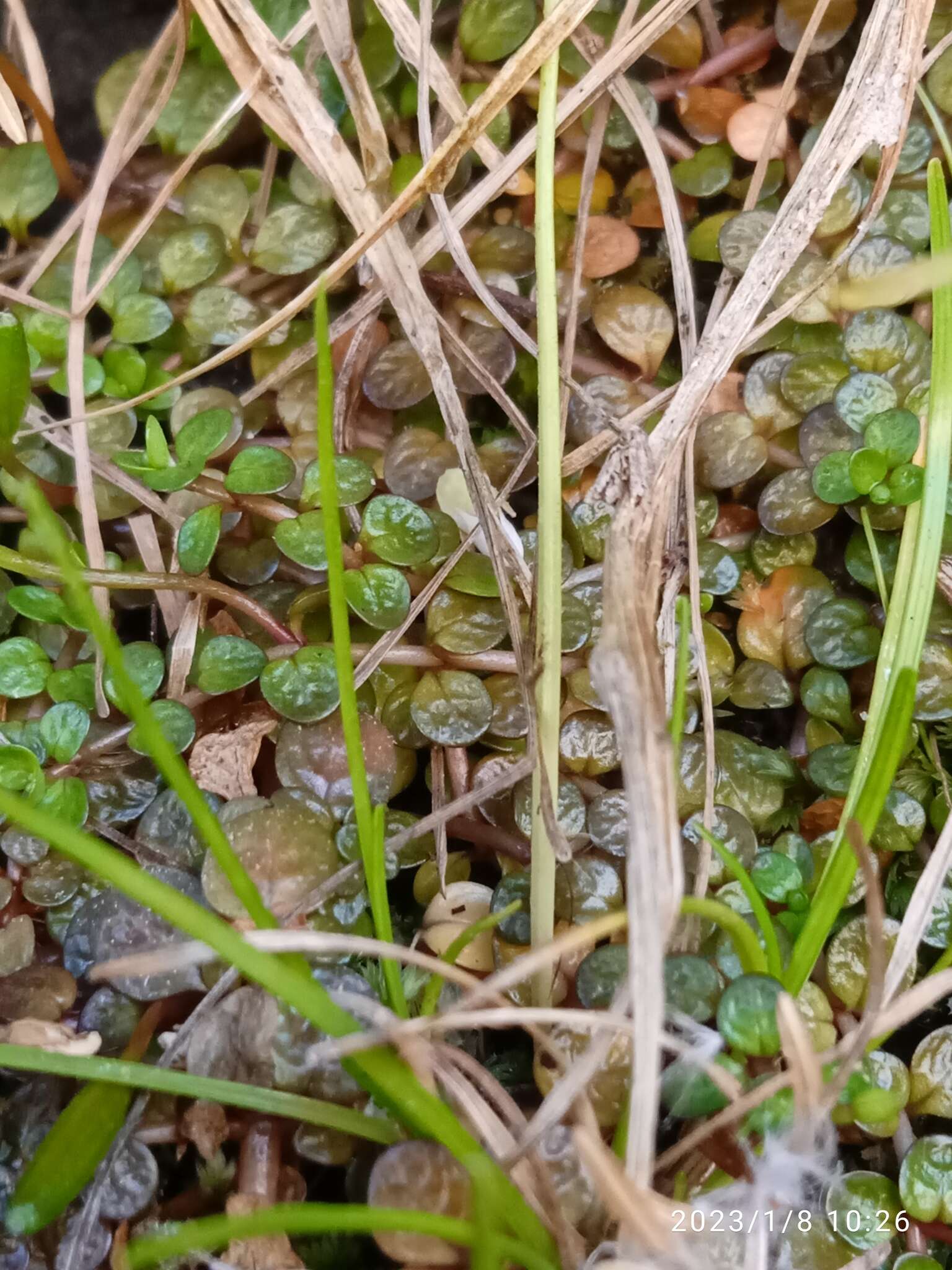 Image of Epilobium komarovianum Leveille