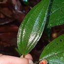 Sivun Miconia ceramicarpa (DC.) Cogn. kuva