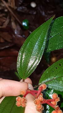 Image of Miconia ceramicarpa (DC.) Cogn.