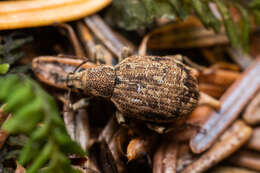 Image of Nemocestes puncticollis (Casey 1888)