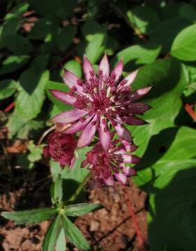 Imagem de Astrantia major L.