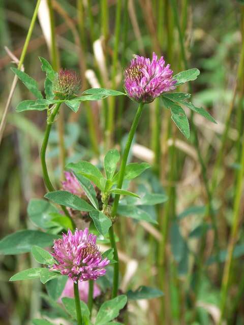 Image of Red Clover