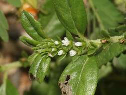 Image of Euploca fruticosa (L.) J. I. M. Melo & Semir