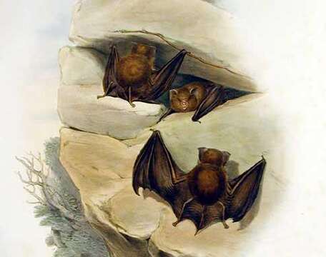 Image of leaf-nosed bats and relatives