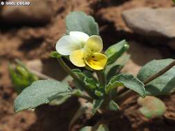 صورة Viola modesta Fenzl