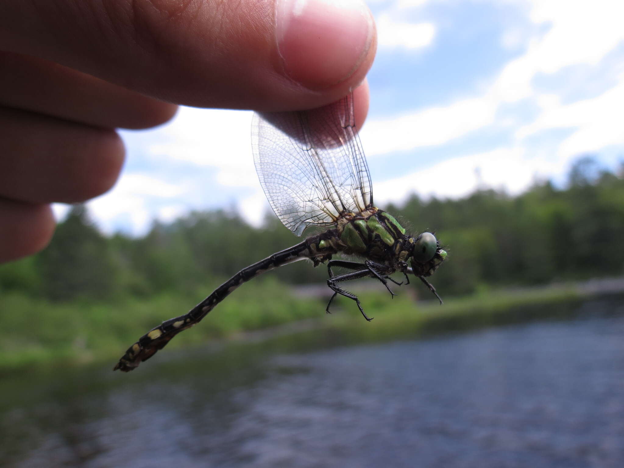 Imagem de Ophiogomphus anomalus Harvey 1898