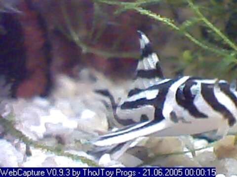 Image of Zebra pleco