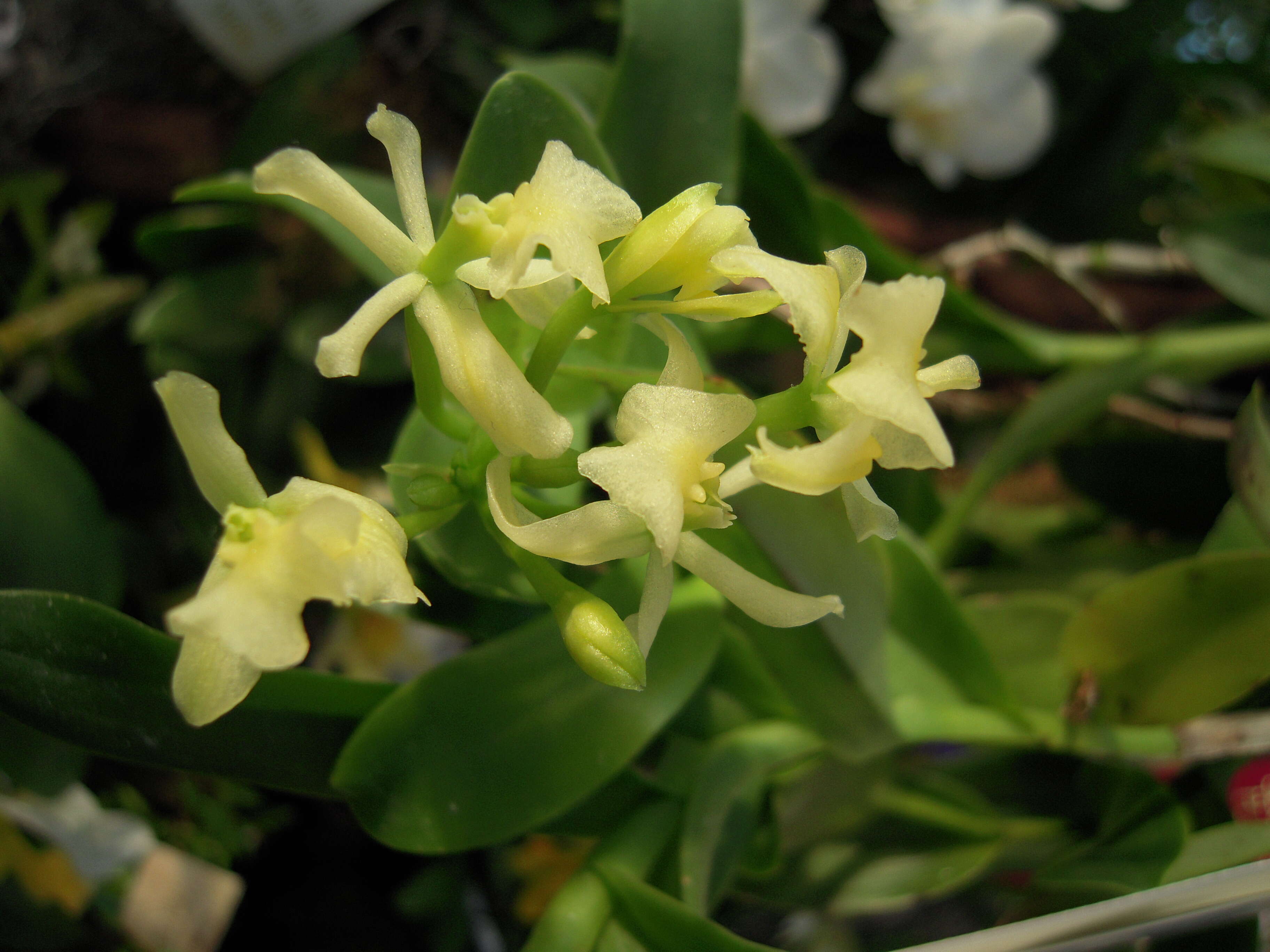 Image of Epidendrum difforme Jacq.