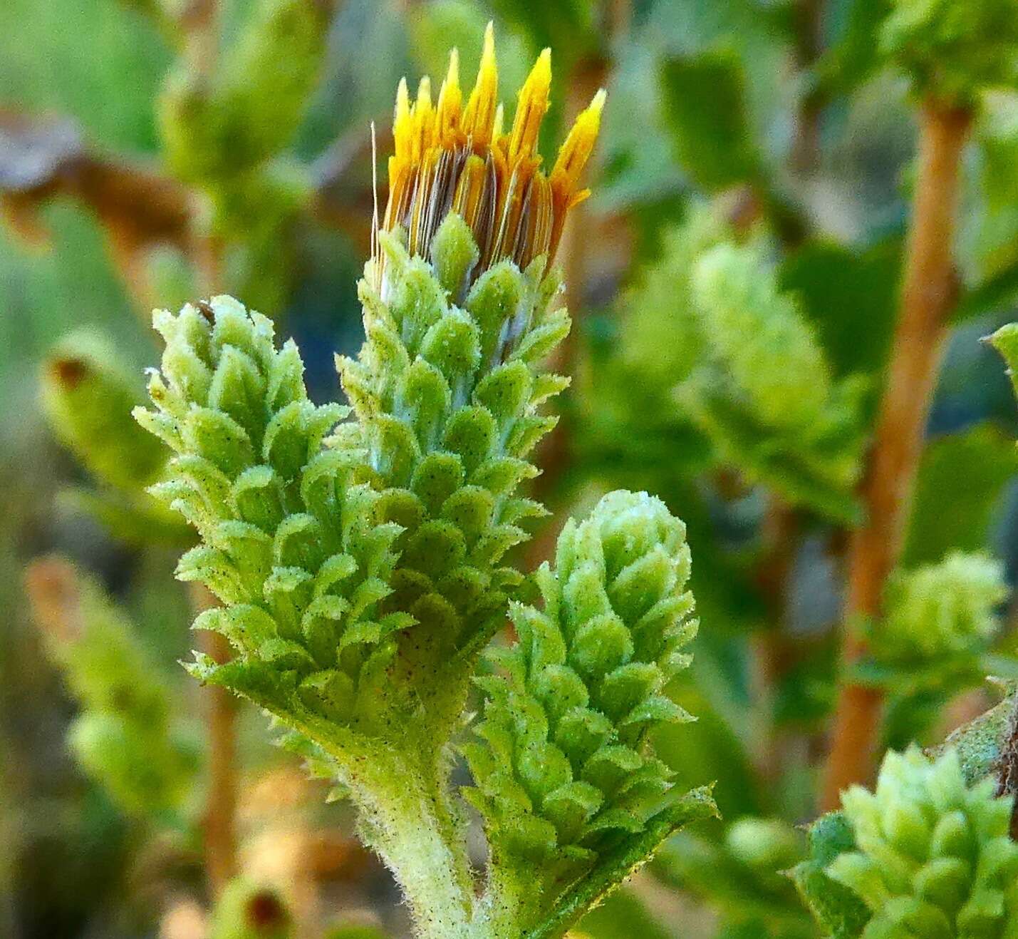 Image of sawtooth goldenbush