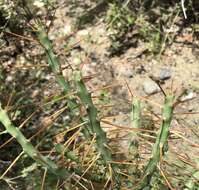 Image de Cylindropuntia caribaea (Britton & Rose) F. M. Knuth