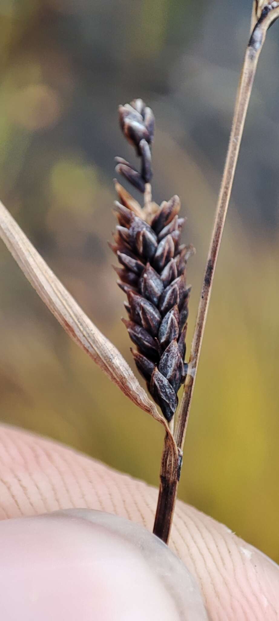 Image of Russet sedge