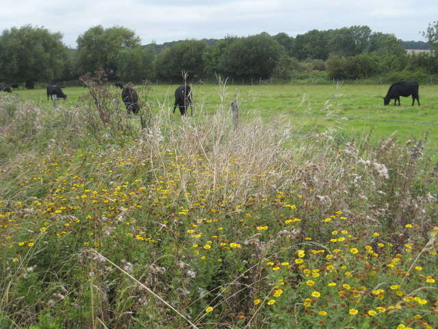 Image of common fleabane