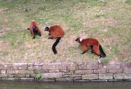 Image of Red Ruffed Lemur