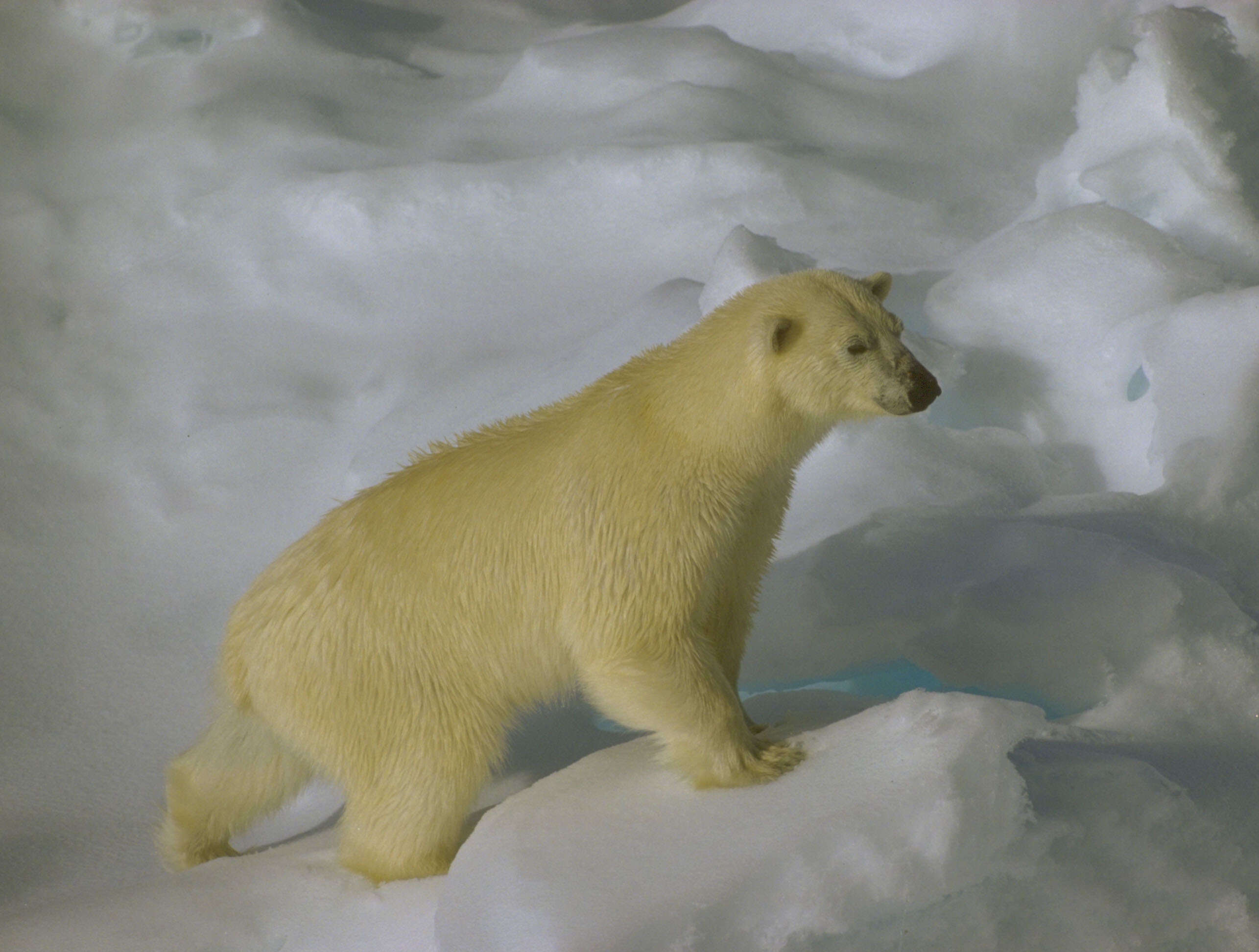 Imagem de urso-polar