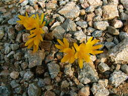 Image de Sternbergia lutea subsp. greuteriana (Kamari & R. Artelari) Strid