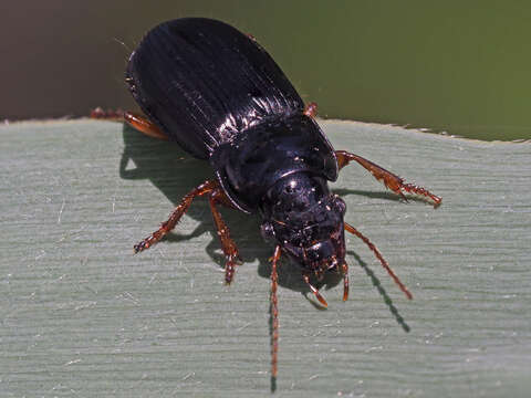 Слика од Harpalus (Harpalus) laevipes Zetterstedt 1828