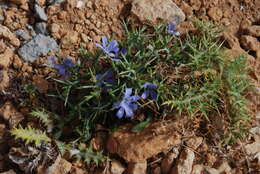 Image of Cichorium spinosum L.