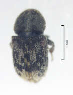 صورة Chaetoptelius mundulus Wood & Bright 1992