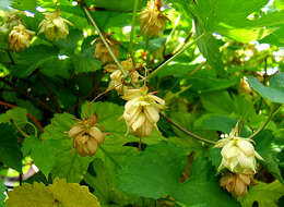 Image of common hop