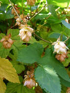 Image of common hop