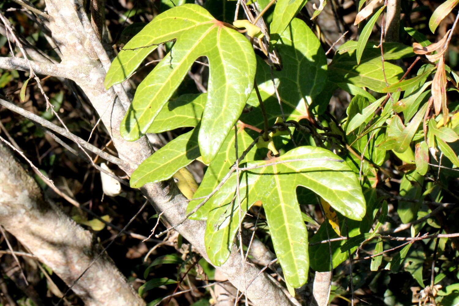 Image of Aristolochia macroura Gomez