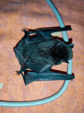 Image of Argentine Brown Bat