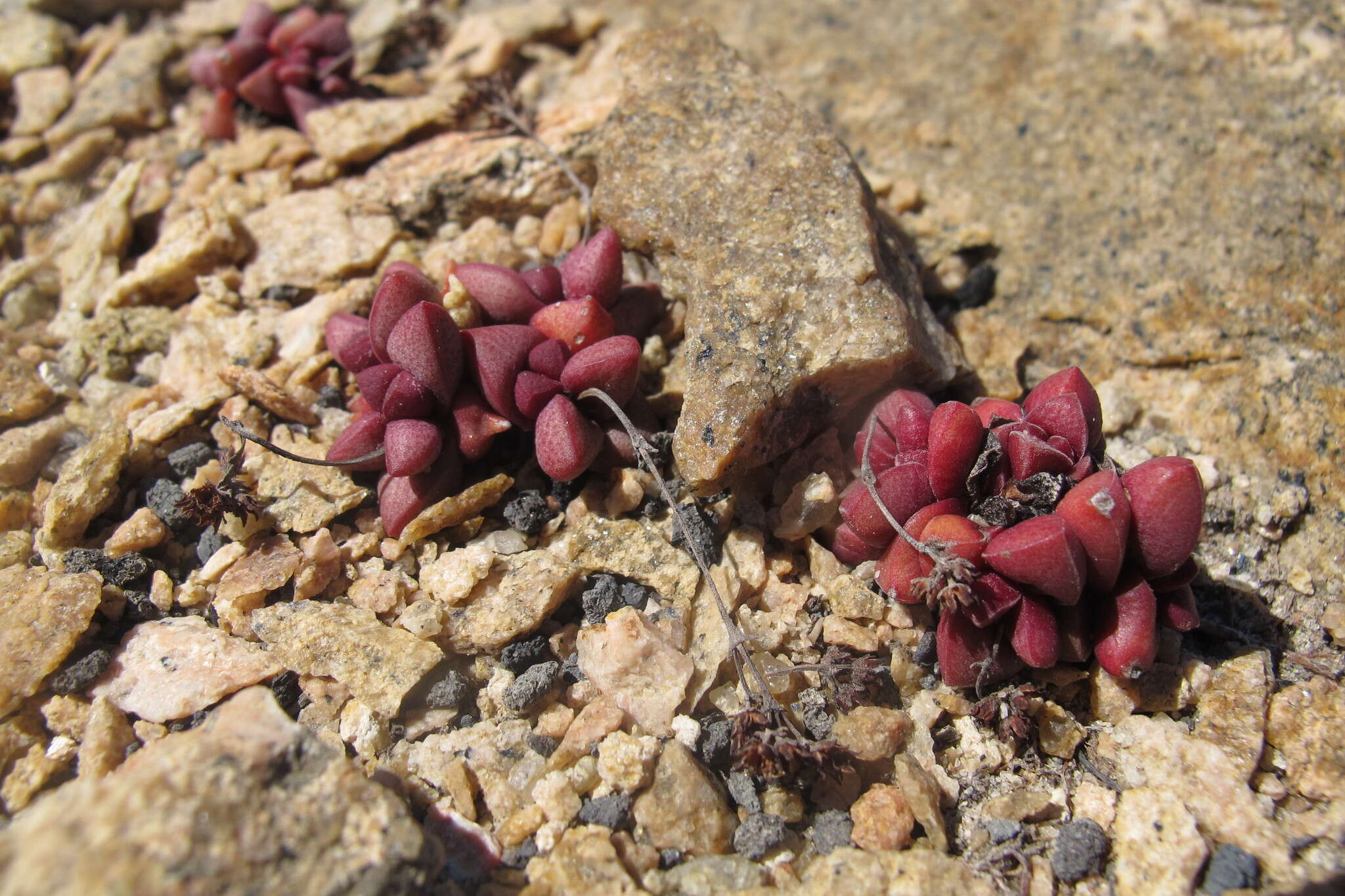 Image of Crassula elegans subsp. elegans