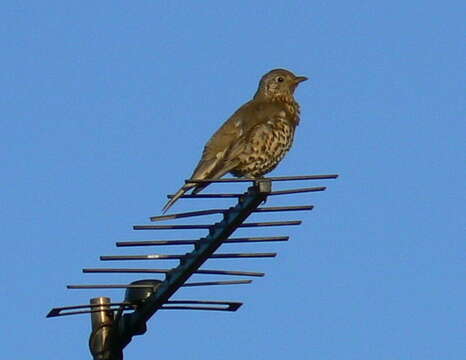 Image of Mistle Thrush