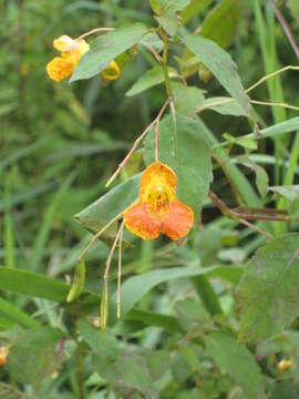 Image of jewelweed