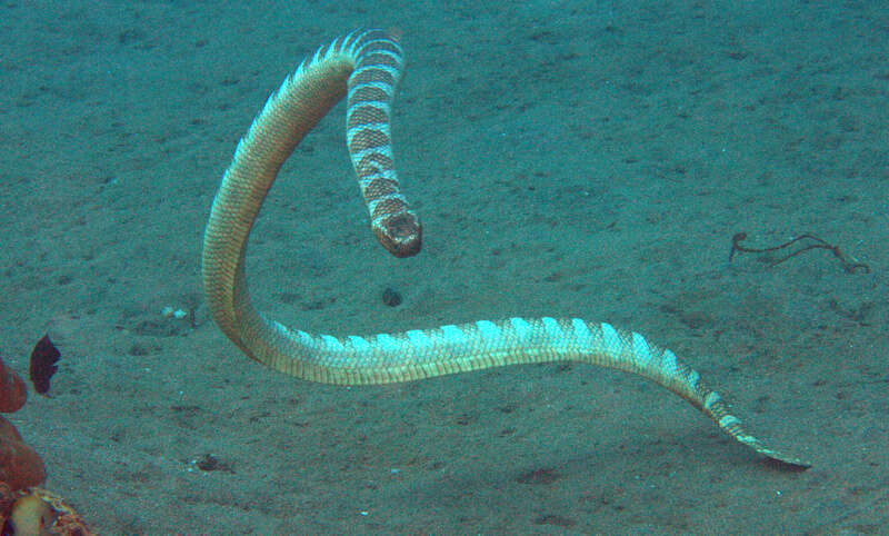 Image of Black-banded sea krait