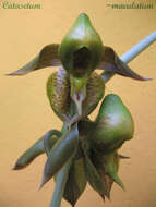 Image of catasetum