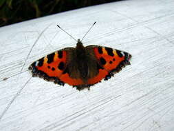 Imagem de Aglais urticae Linnaeus 1758