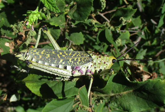 صورة Phymateus (Maphyteus) baccatus Stål 1876