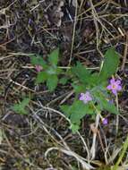 Image of variableleaf collomia