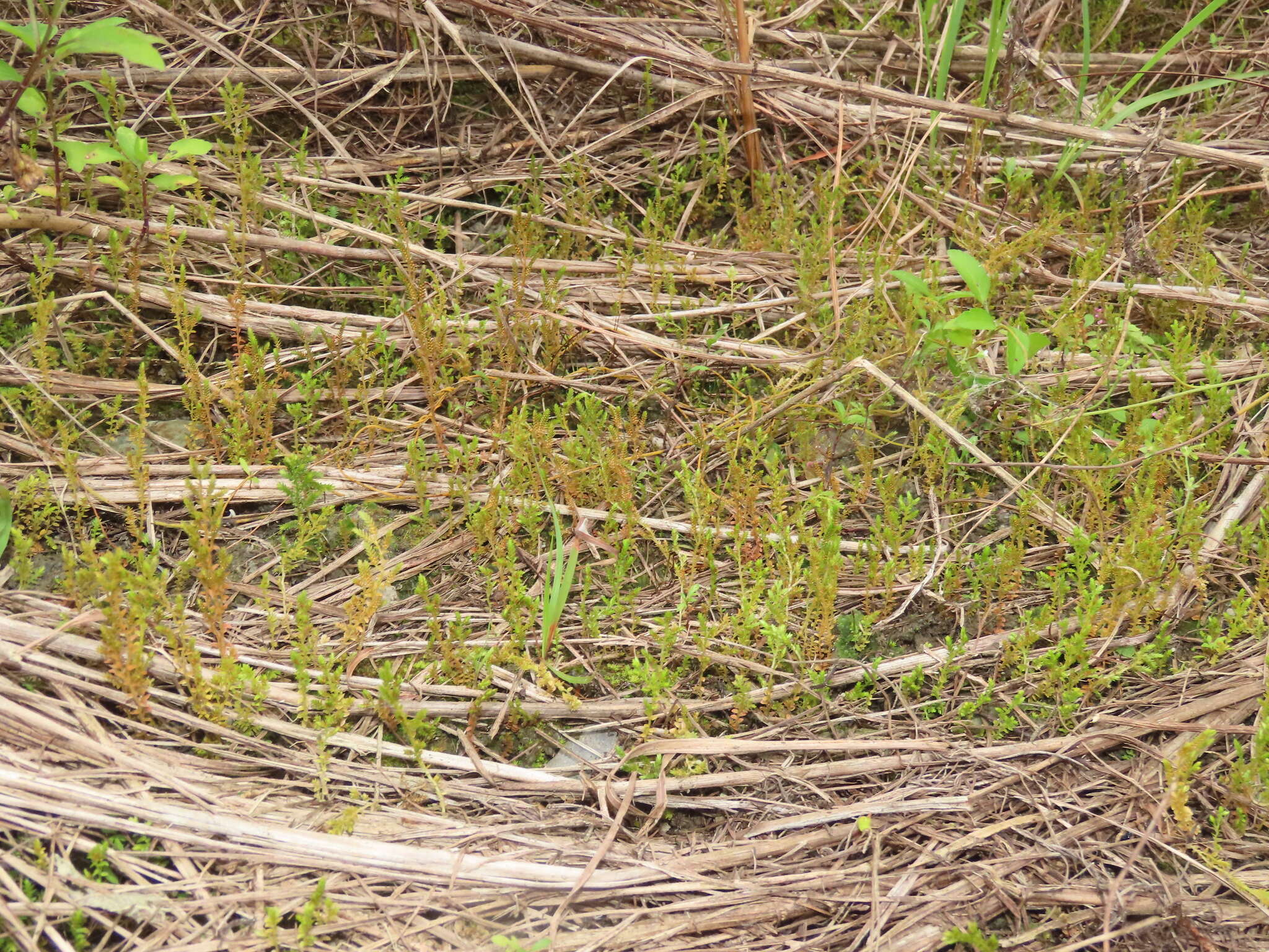 Image of Selaginella aristata Spring
