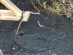 Image of California whipsnake