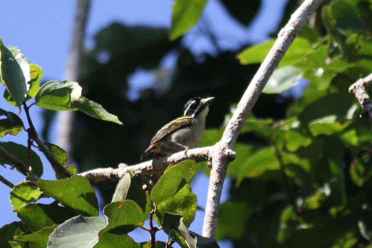 Image of Yellow-throated Tinkerbird