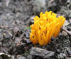 Imagem de Calocera viscosa (Pers.) Fr. 1821