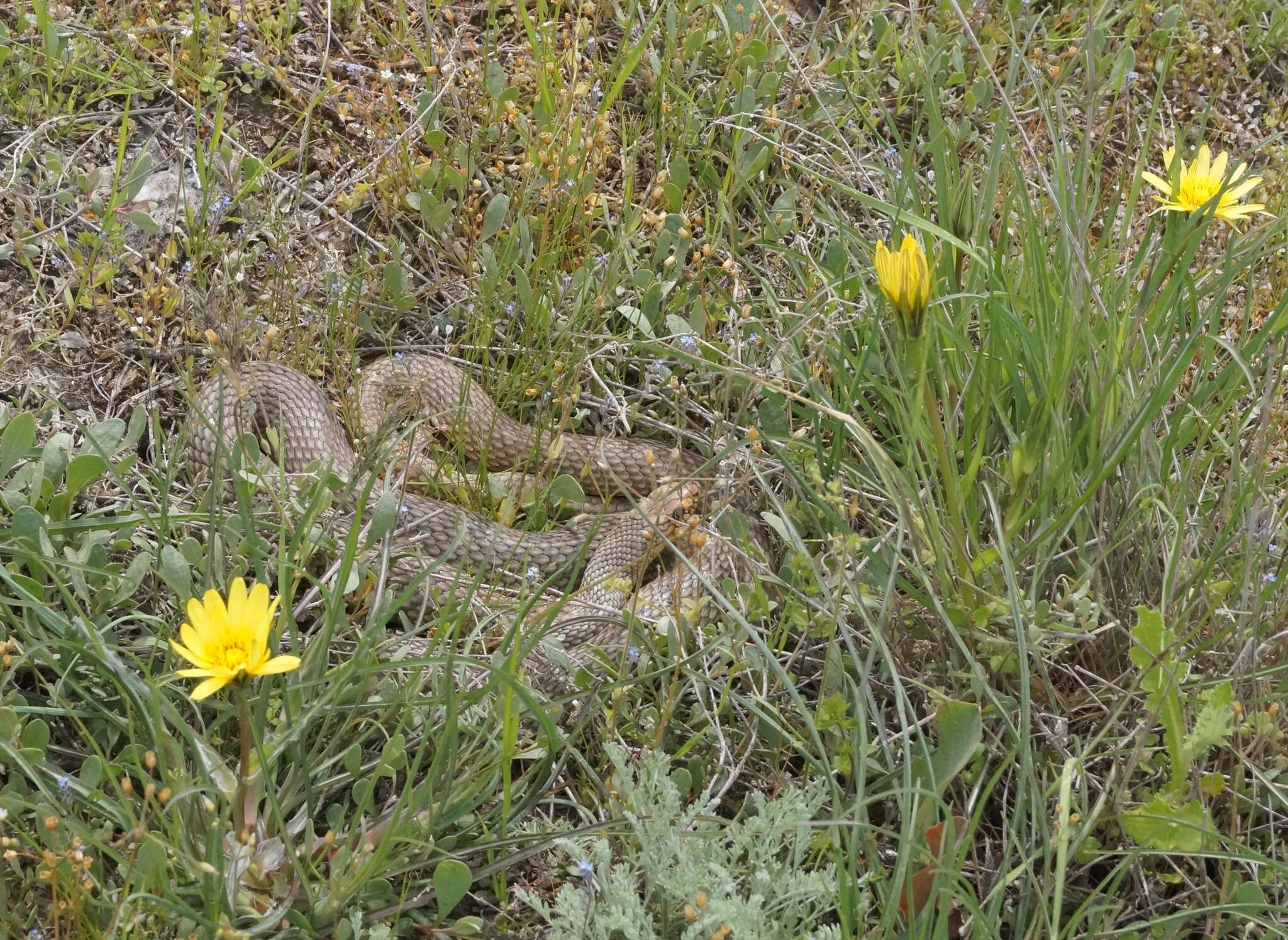 Image of Tragopogon pusillus M. Bieb.