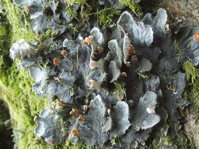 Image of membraneous felt lichen