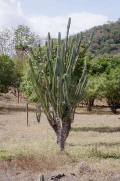 Image of Cereus jamacaru subsp. jamacaru