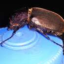 Image of Rhinoceros beetle