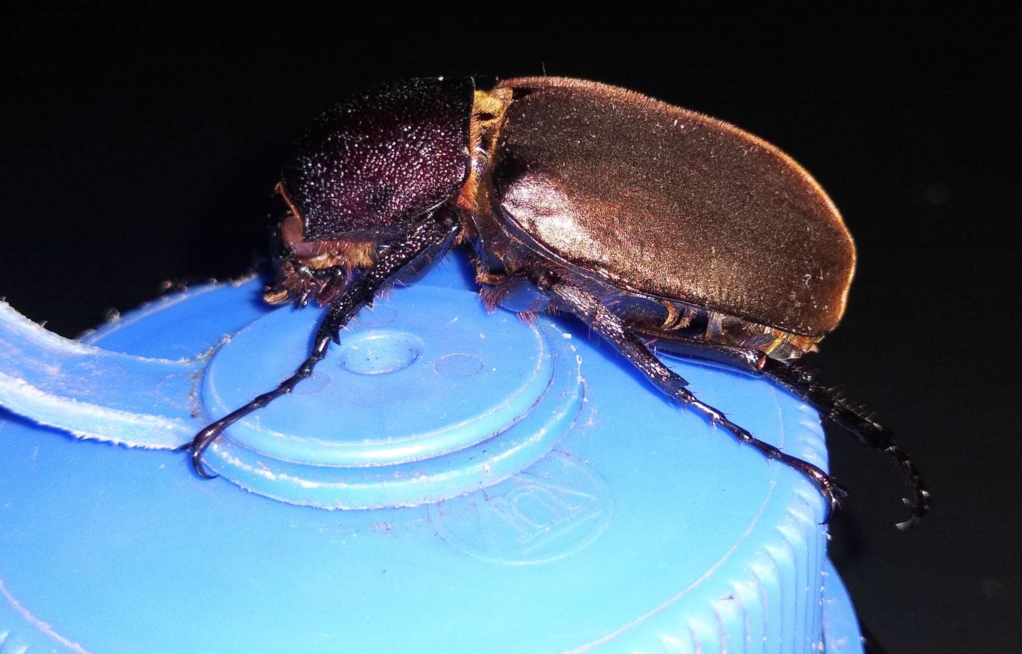 Image of Rhinoceros beetle