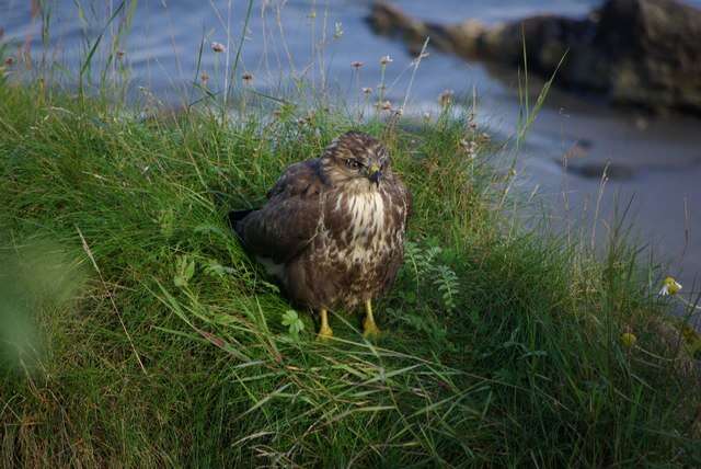 Image of Common Buzzard