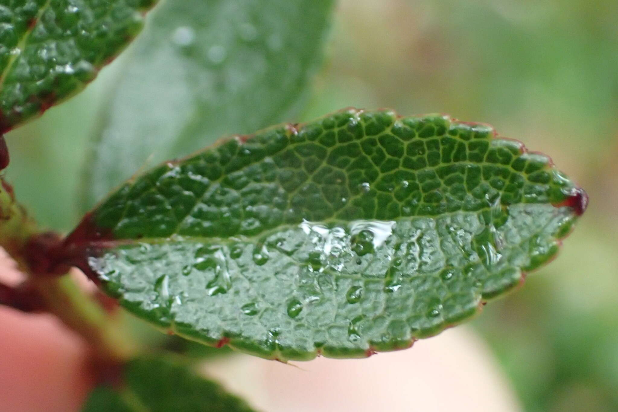 Image of Gaultheria crassa Allan