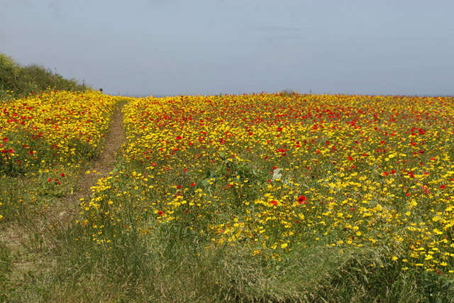 Image of corndaisy