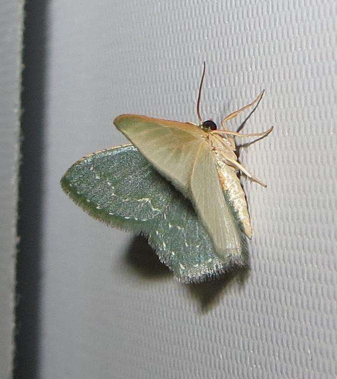 Image of Metallochlora grisea Prout 1915